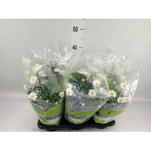 Argyranthemum   ...