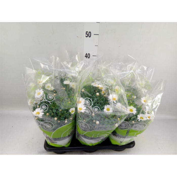 <h4>Argyranthemum   ...</h4>