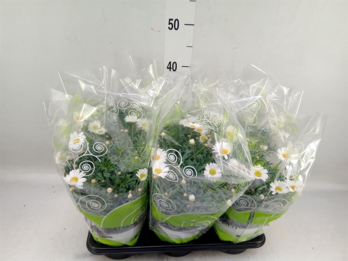 Argyranthemum   ...