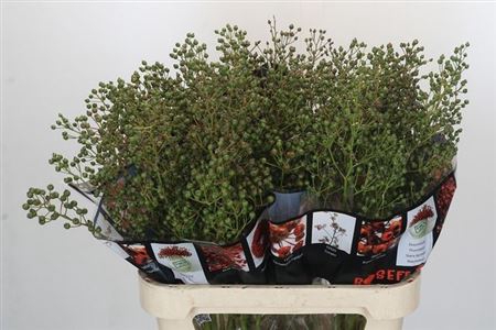 <h4>Rosa Autumn Rosefruits Green</h4>