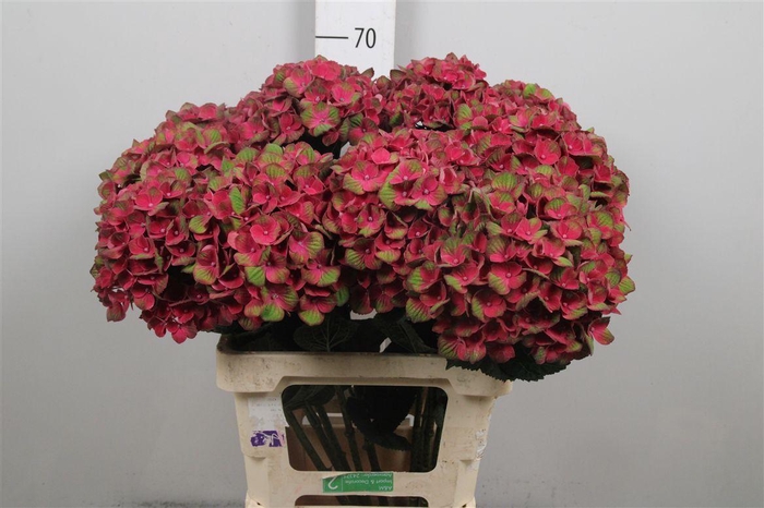 <h4>Hydr M Mag Charlotte</h4>