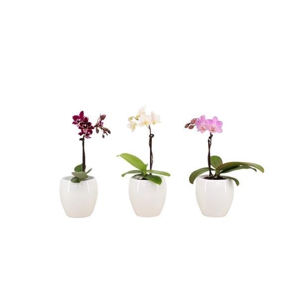 <h4>Lisa White Tiny Dolls Mix 1T7+ Aqu@</h4>