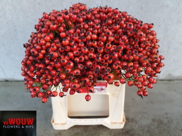 <h4>ROSA CONIC HIPHOP</h4>