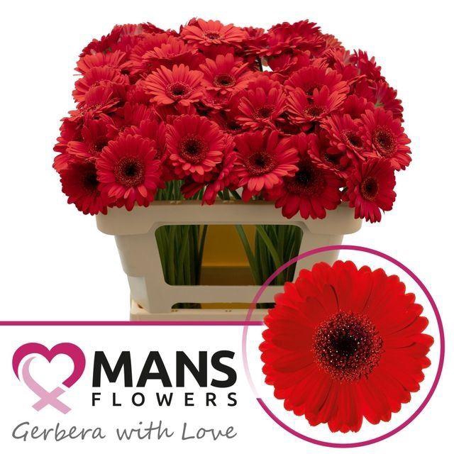<h4>GERBERA MI 'SURI'</h4>