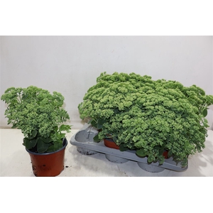 Sedum Herbstfreude