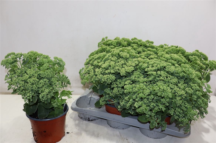 <h4>Sedum Herbstfreude</h4>