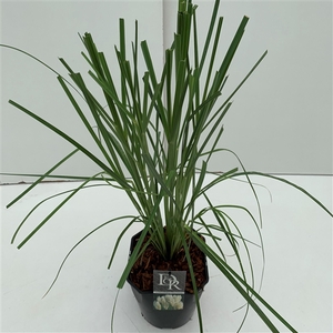Graminées Cortaderia selloana