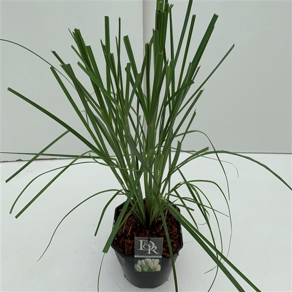 <h4>Graminées Cortaderia selloana</h4>