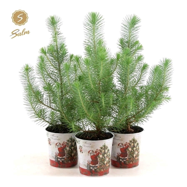 <h4>Pinus pinea 'Silver Crest' P10,5 in Zinc Santa</h4>