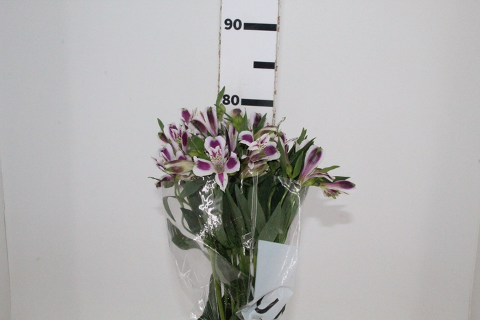 <h4>ALSTROEMERIA MAYFAIR 080 CM</h4>