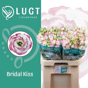 Lisianthus do croma bridal kiss