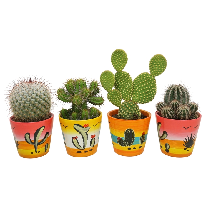 <h4>Cactus mix in 10 cm 'Decorpot'</h4>
