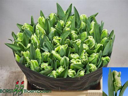 <h4>Tu Pa Super Parrot</h4>