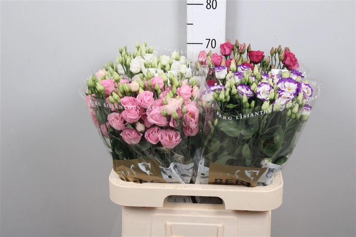 <h4>Eus G Gemengd</h4>