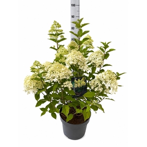 HYDR PA LIMELIGHT