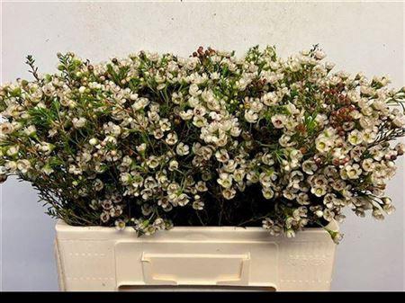 <h4>Chame Un Ella</h4>