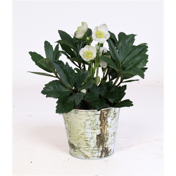 <h4>Helleborus niger 'Christmas Carol'</h4>