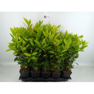 Laurus nobilis