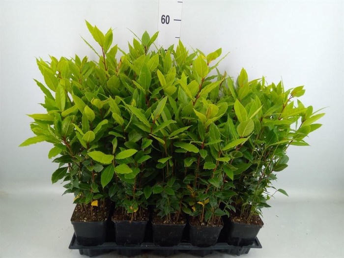 <h4>Laurus nobilis</h4>