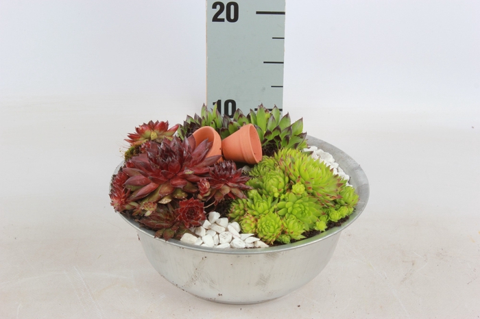 <h4>ARR SEMPERVIVUM</h4>