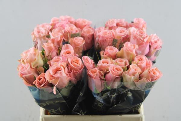 <h4>R Gr Maureen L40</h4>