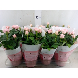 Rosa  'Amorosa Infinity Soft Pink'
