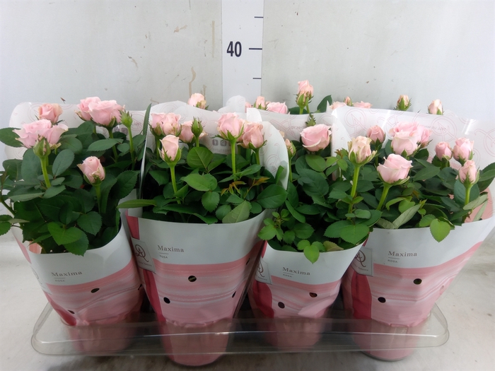 <h4>Rosa  'Amorosa Infinity Soft Pink'</h4>