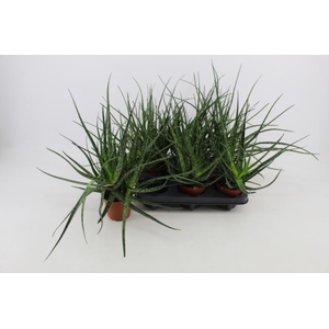 ALOE OV