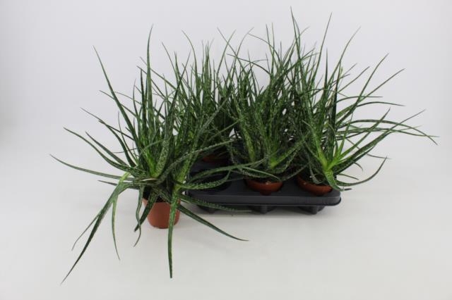 <h4>ALOE OV</h4>