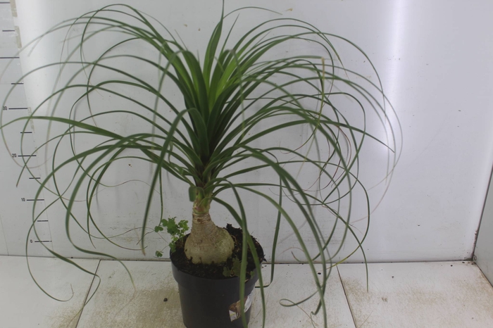 <h4>BEAUCARNEA P17</h4>