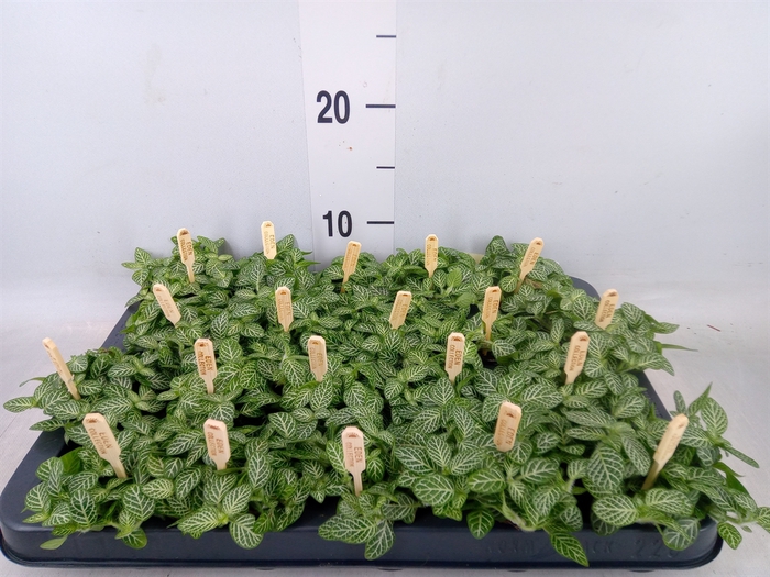 <h4>Fittonia verschaf.</h4>