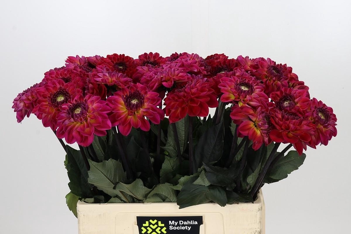 Dahlia Dancing Don