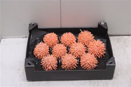 <h4>F-stekel Glitters Oranje</h4>