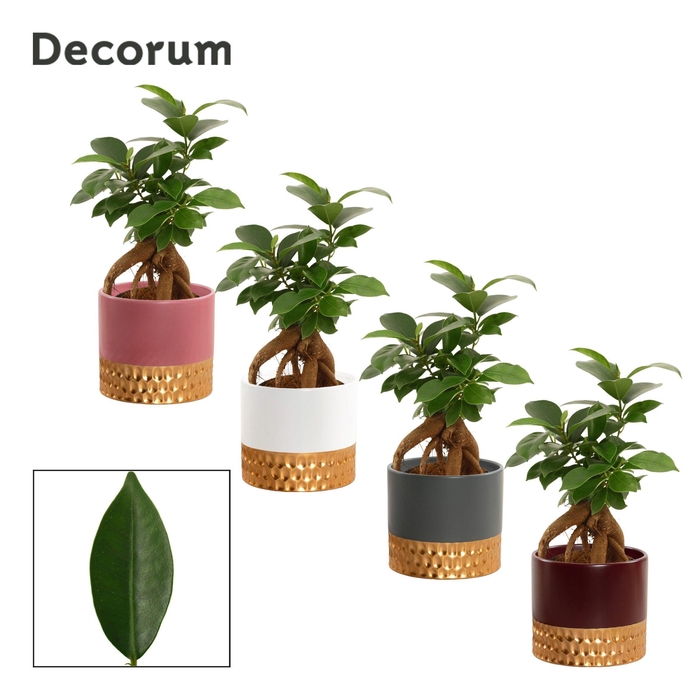<h4>Ficus Ginseng 9 cm Retusa in Frederique (Rich love-collection)</h4>