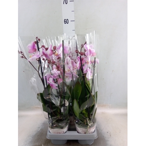 Phalaenopsis  'Ant Roskilde'
