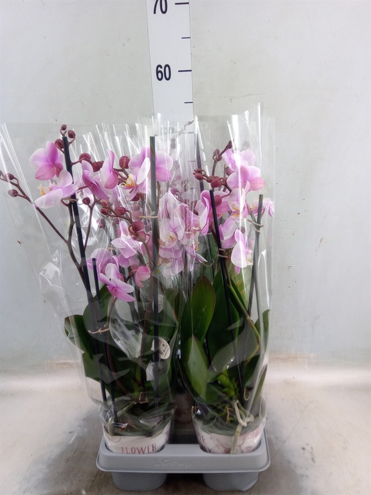 <h4>Phalaenopsis  'Ant Roskilde'</h4>