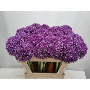 ALLIUM GLOBEMASTER