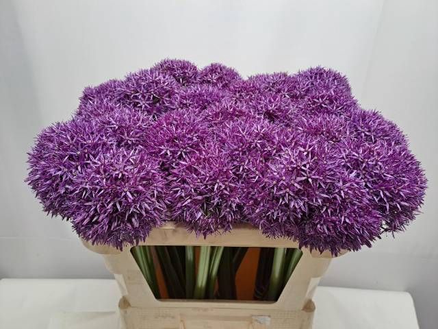 <h4>ALLIUM GLOBEMASTER</h4>