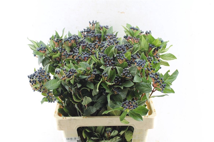 <h4>Viburnum Staalbes</h4>