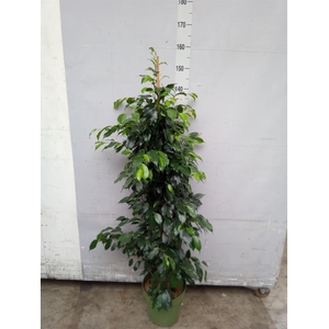 Ficus benja. 'Danielle'