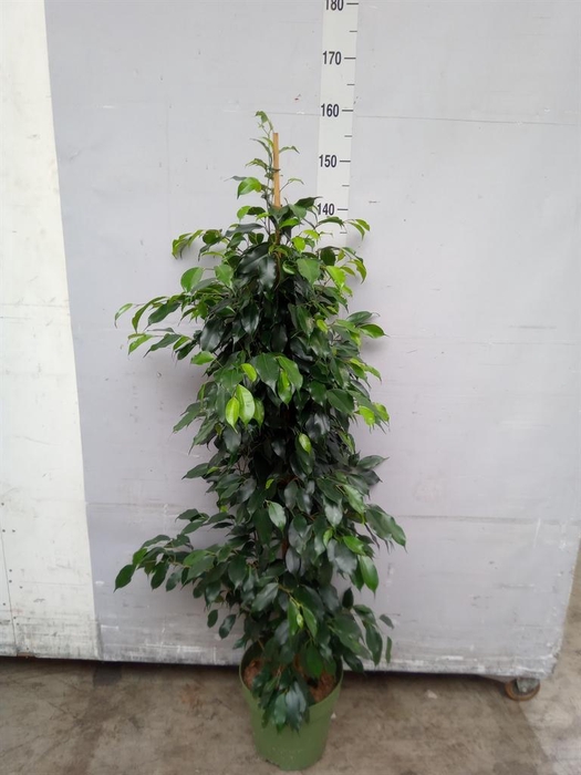 <h4>Ficus benja. 'Danielle'</h4>