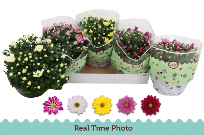 <h4>CHRYS GEM 5 KL</h4>