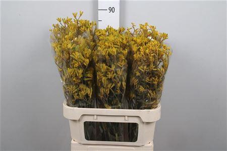 <h4>Anigoz Yellow G</h4>