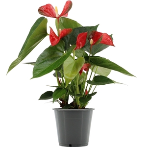 Anthurium Koro in transparant sleeve