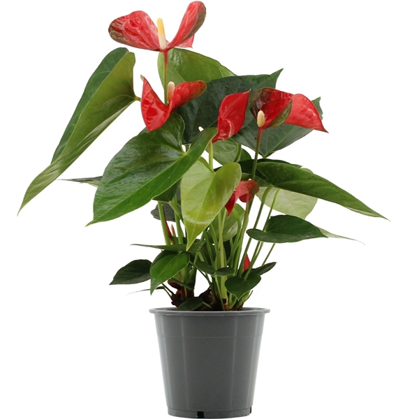 <h4>Anthurium Koro in transparant sleeve</h4>