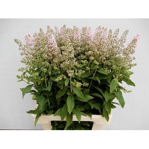 SPIREA PINK INNOCENCE SPIR MAG PI I