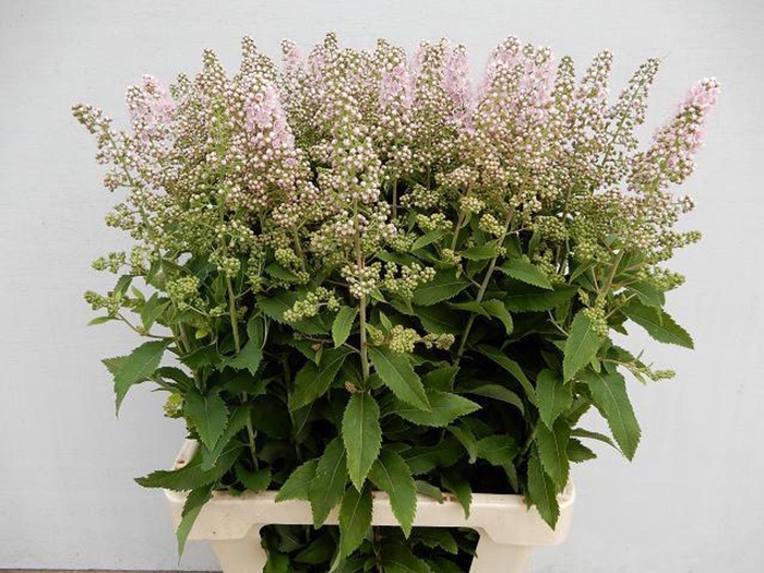 <h4>SPIREA PINK INNOCENCE SPIR MAG PI I</h4>