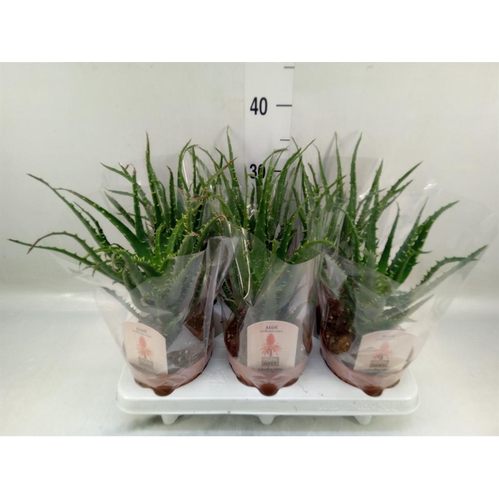 <h4>Aloe arborescens</h4>