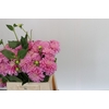 Dahlia Pink Pop