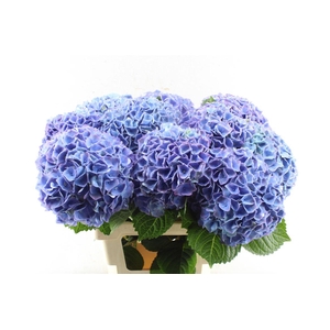 Hydr M My Riviera Purple